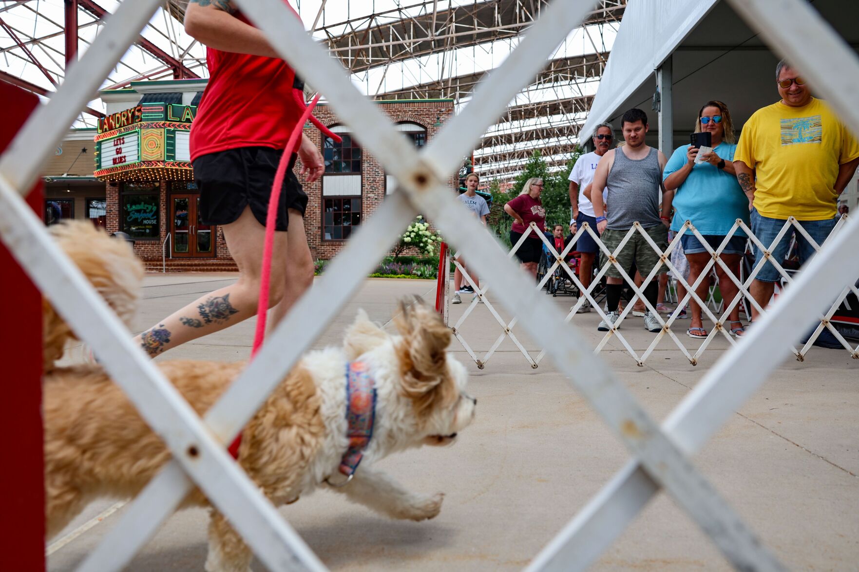 Purina dogs showcase skills at Union Station